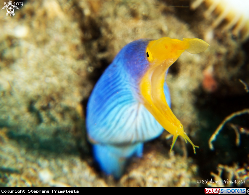 A Ribbon eel