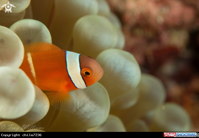 A Clark's Anemone Fish