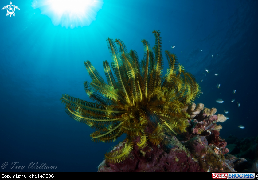 A Crinoid