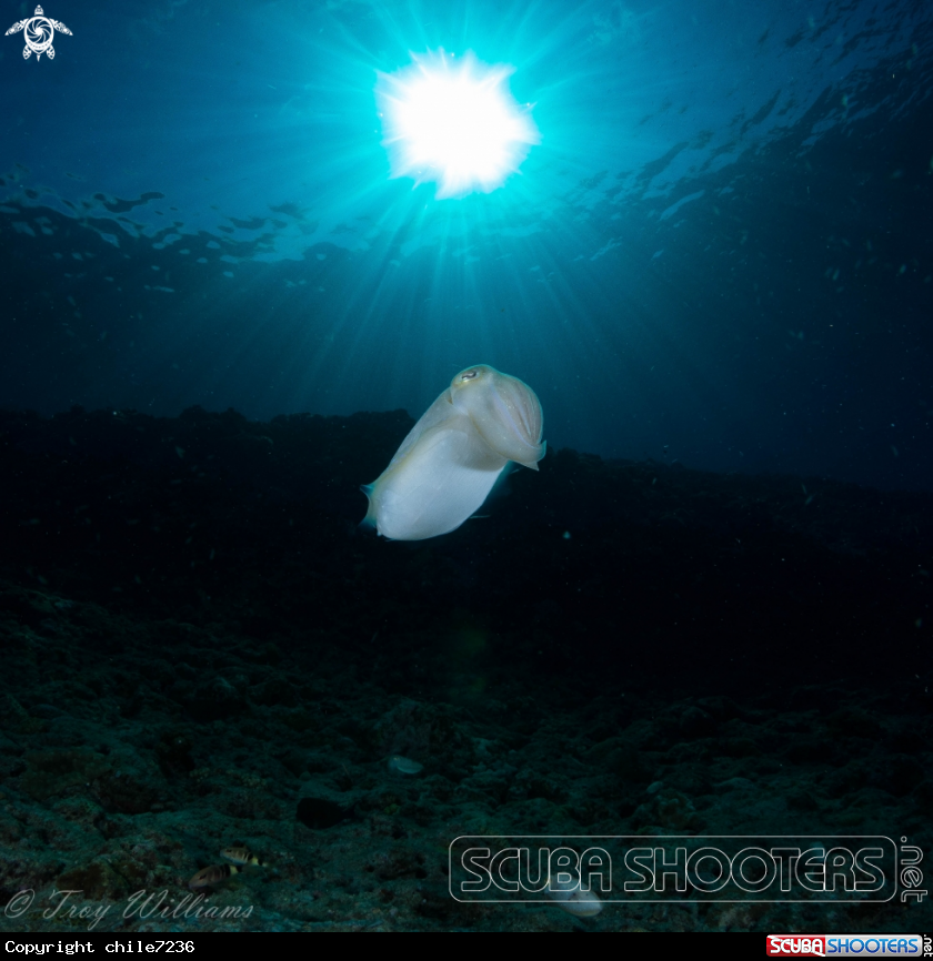 A Cuttlefish