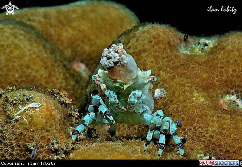 A Decorator crab