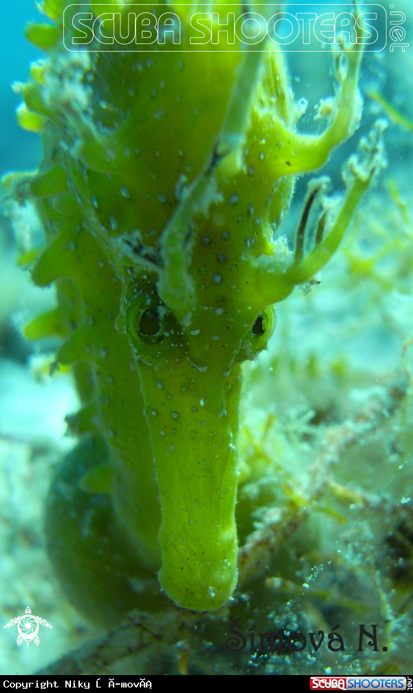 A sea horse 