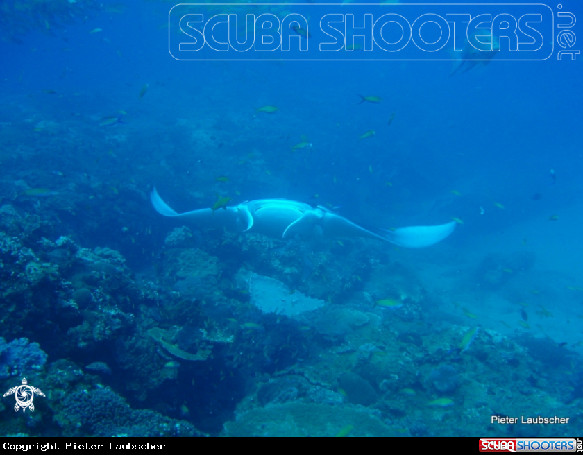 A Manta Ray