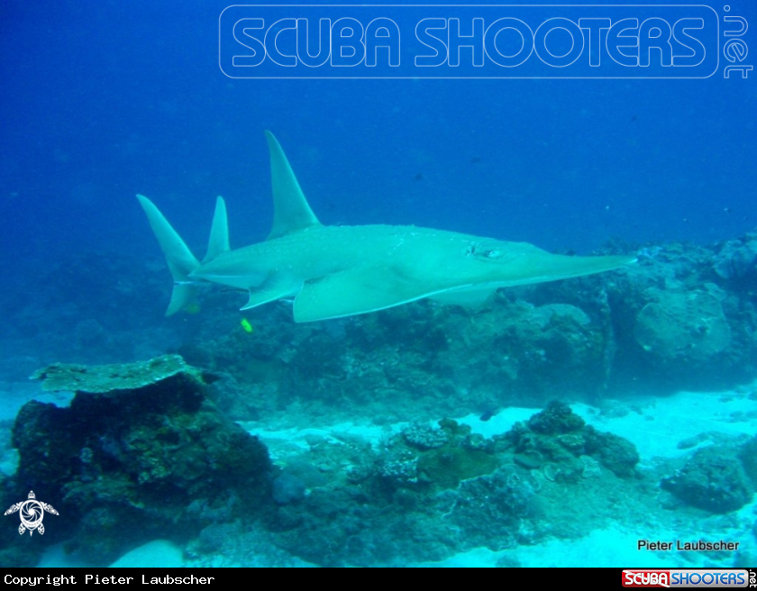 A Guitar Shark