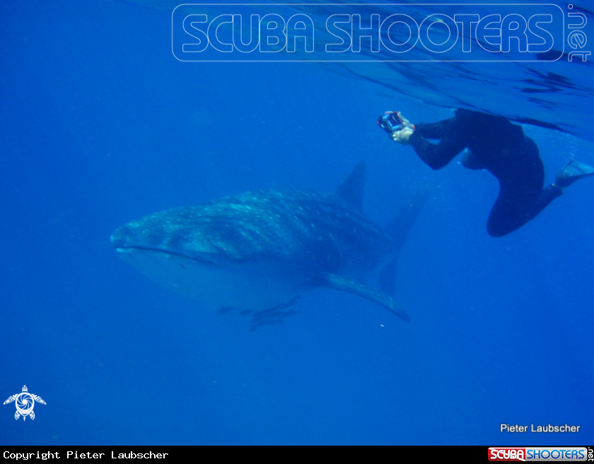A Whale shark