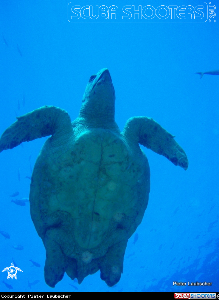 A Loggerhead turtle