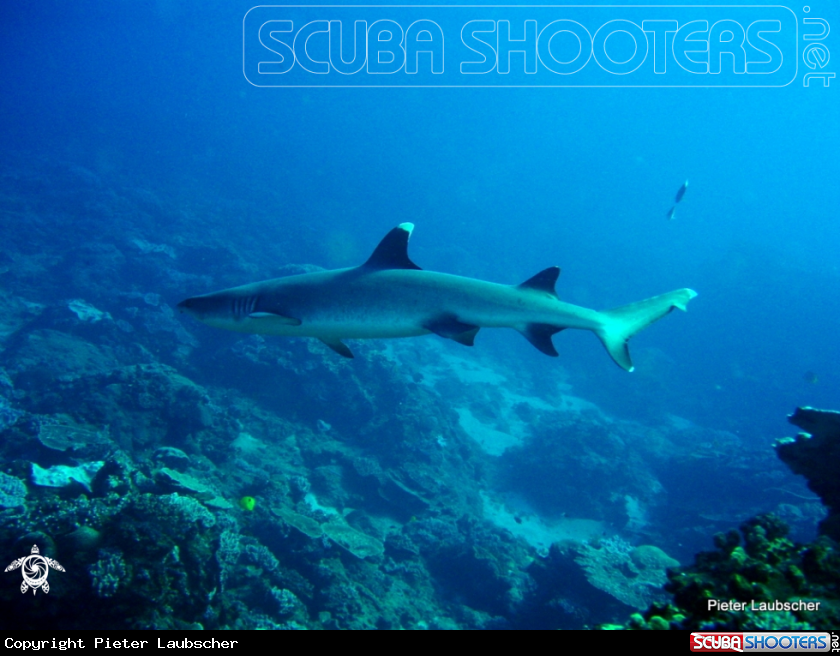 A Whitetip Reef Shark