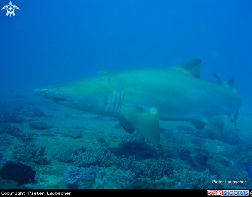 A Ragged Tooth shark