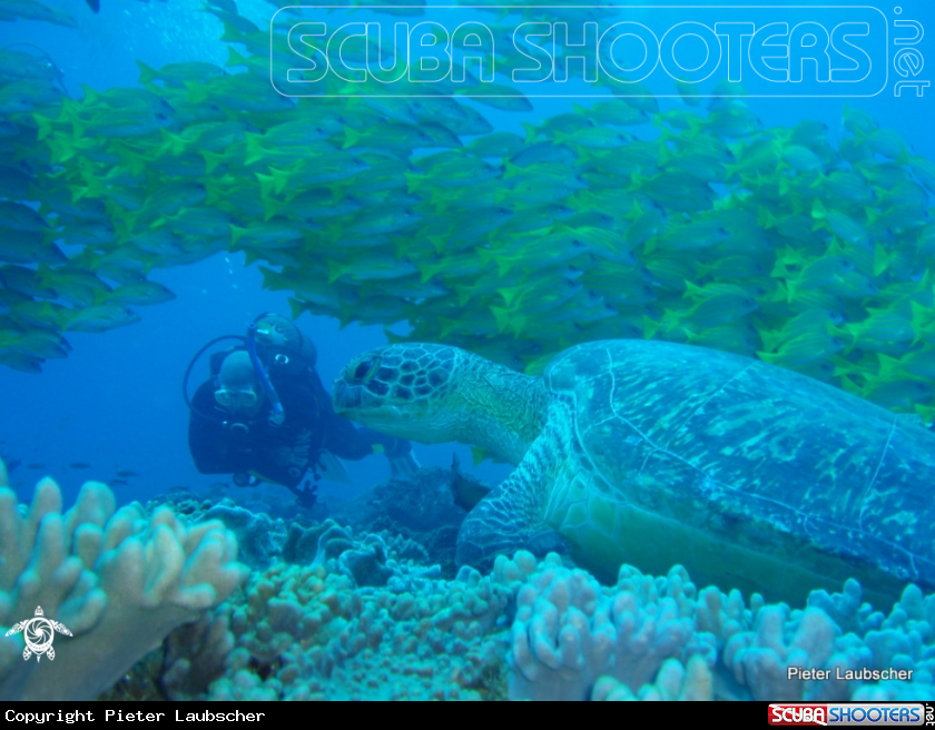 A Green turtle
