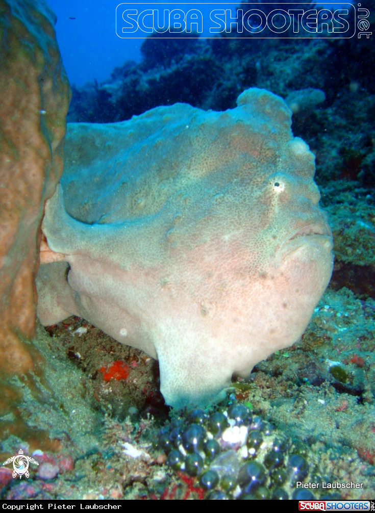 A Giant Angerfish