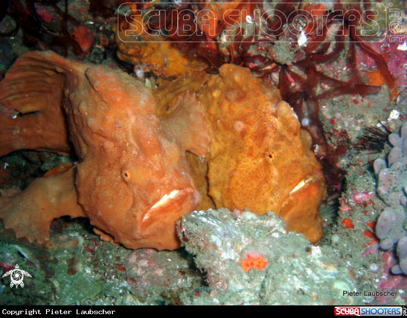 A Giant Anglerfish