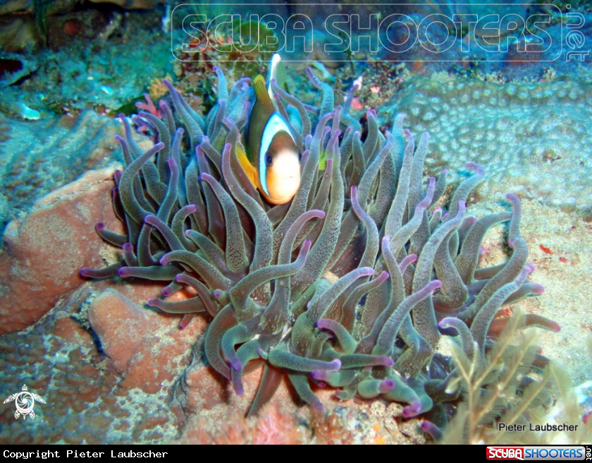 A Two bar Anemonefish