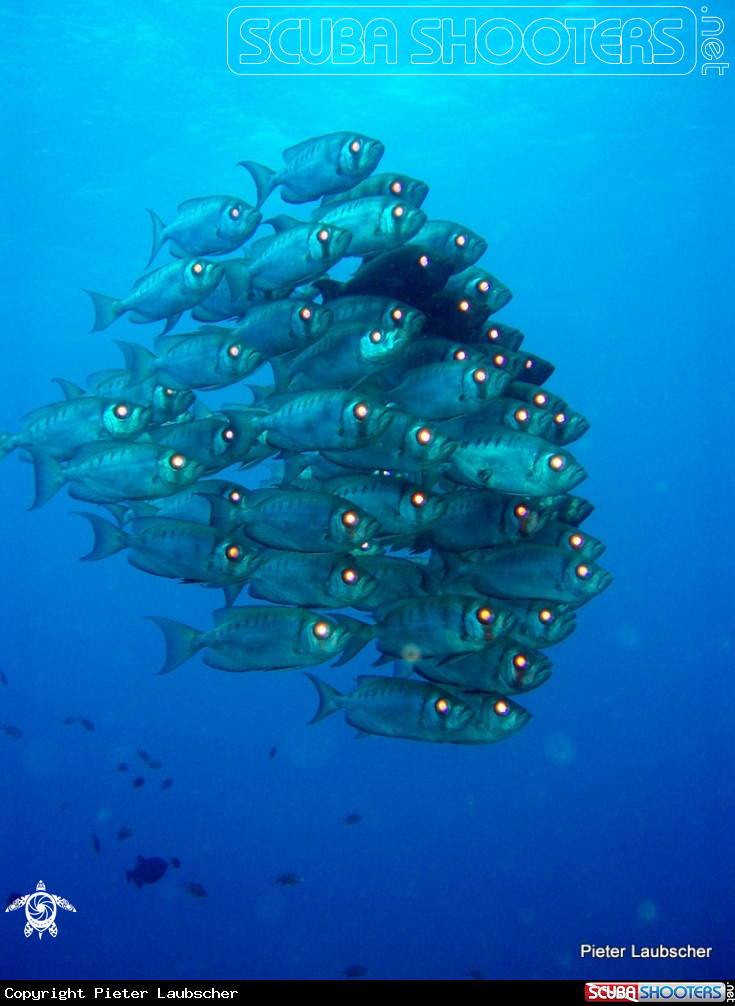 A Crescent tail big eye