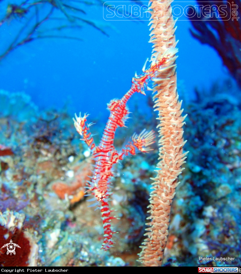 A Ornate ghost pipefish