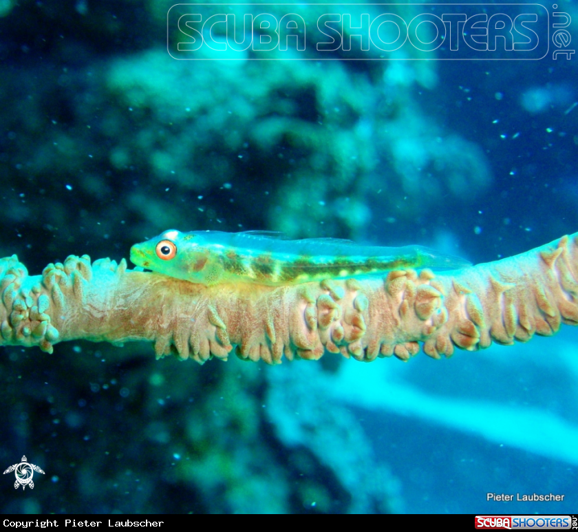 A Whip coral goby
