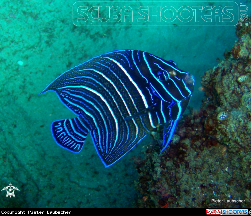 A Juvinile Semi-circle angelfish