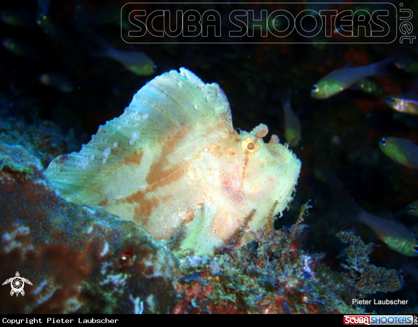 A Leaf scorpion fish