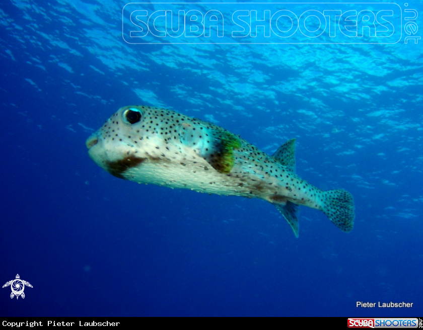 A Shortspine porcupine fish