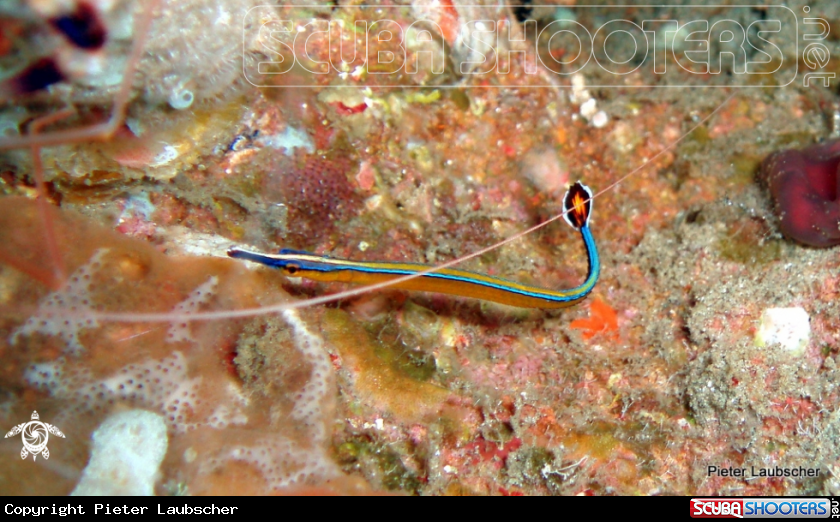 A Pacific Bluestripe pipefish