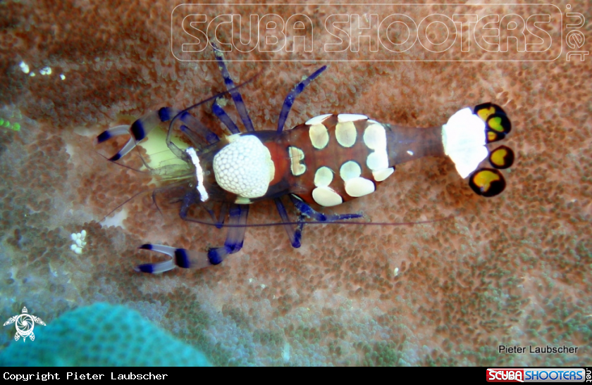 A Magnificent partner shrimp