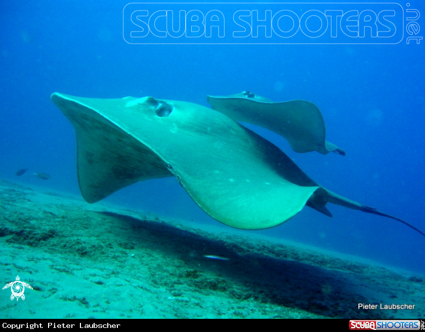 A Small eye stingray