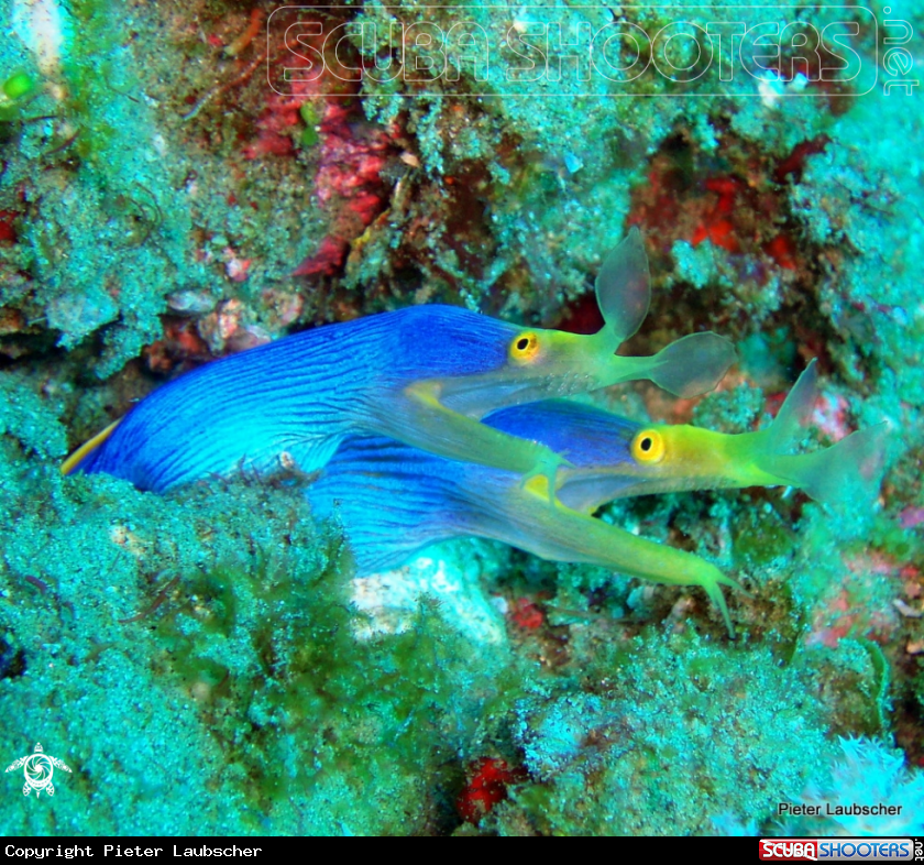 A Ribbon eel