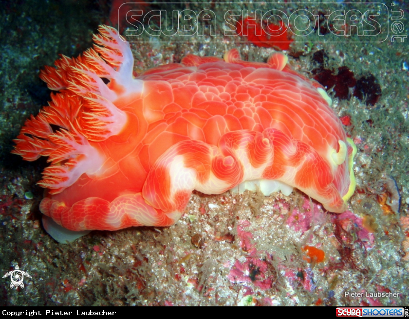 A Spanish dancer