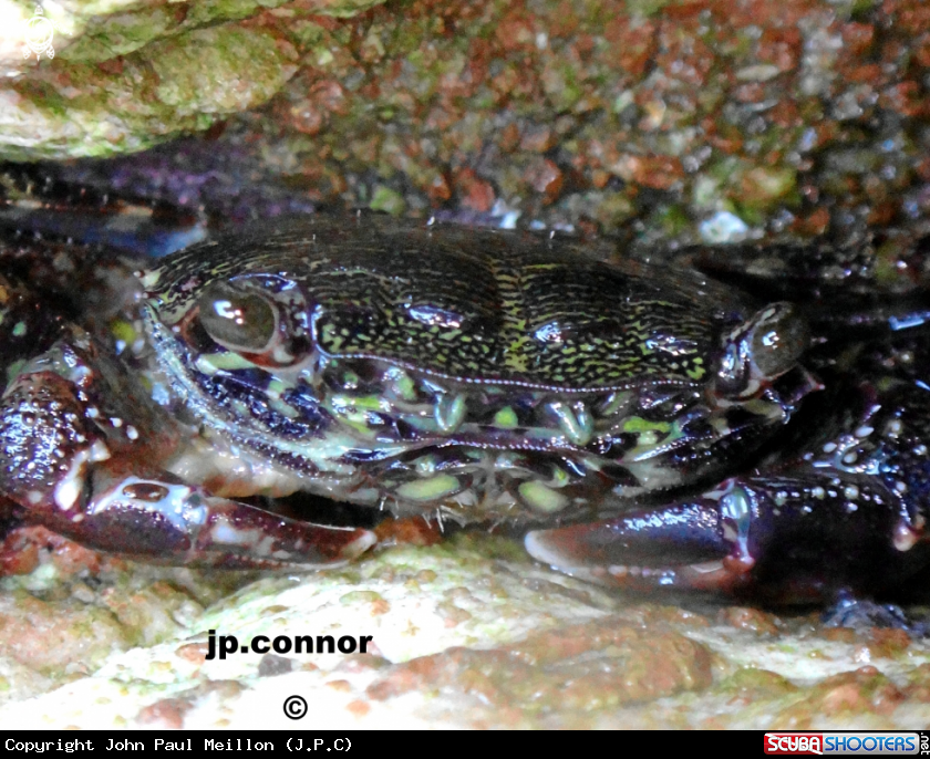 A Crabe