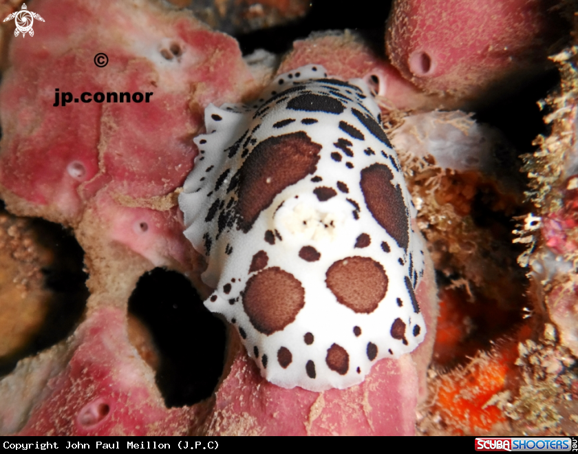 A Doris Dalmatien