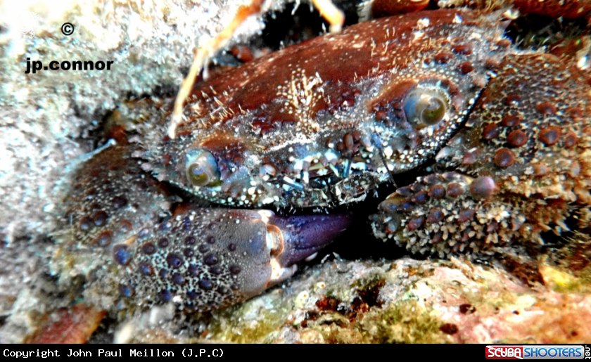 A Crabe