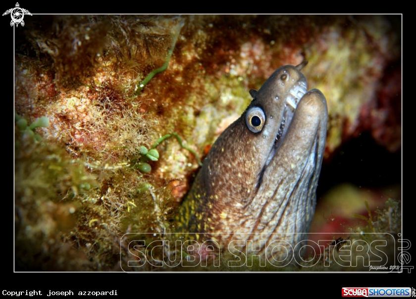 A moray