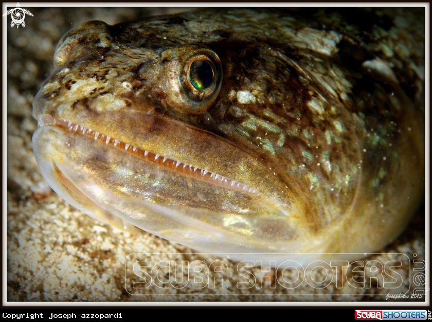 A lizardfish