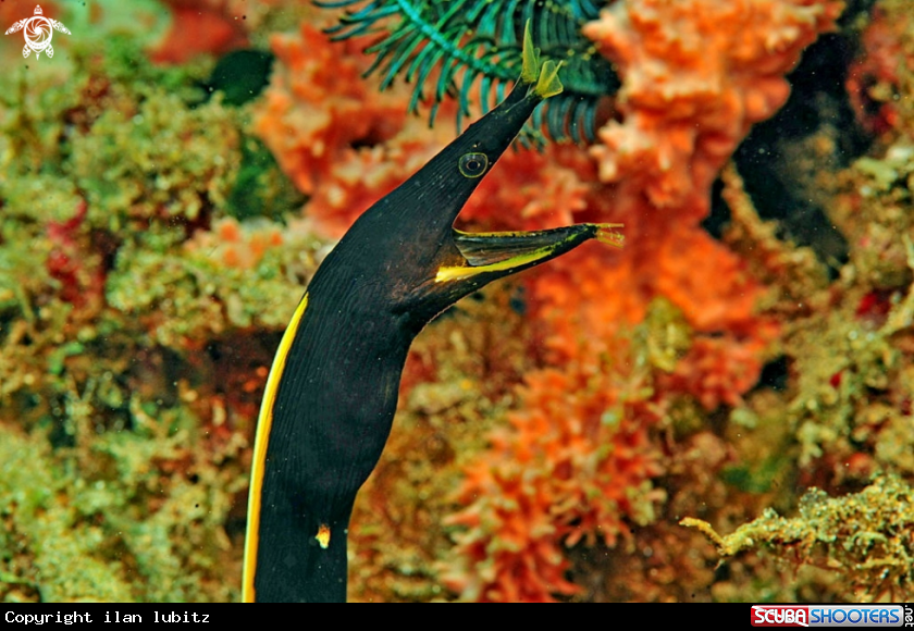 A ribbon eel