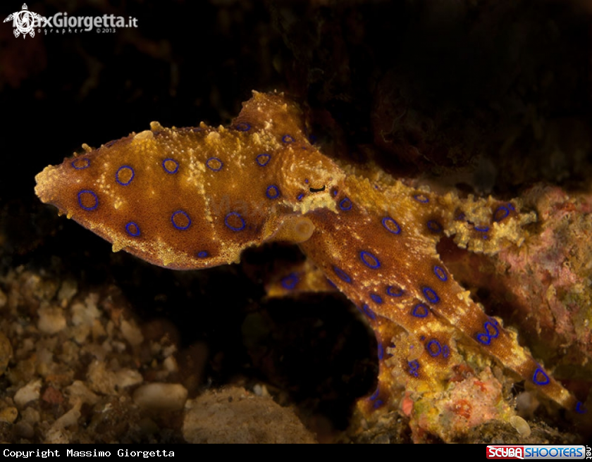A octopuss blue ring