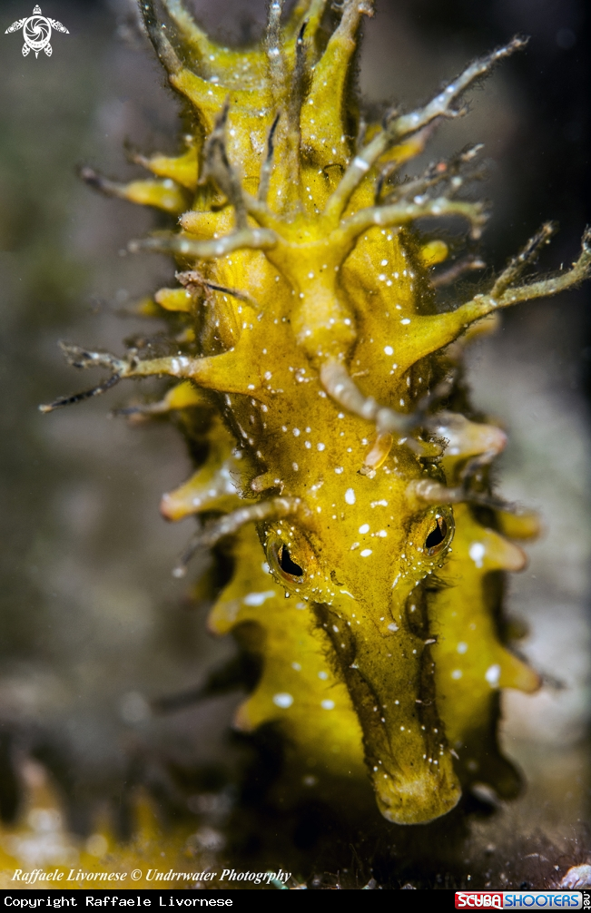 A Hippocampus guttulatus