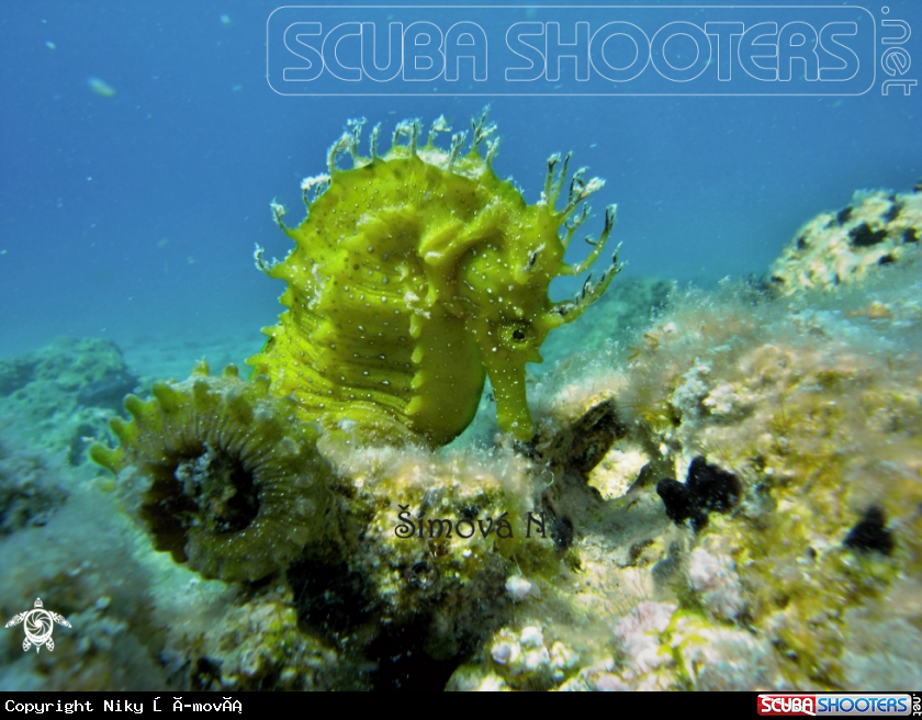 A hippocampus