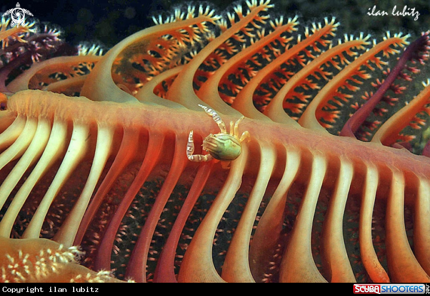 A Crab