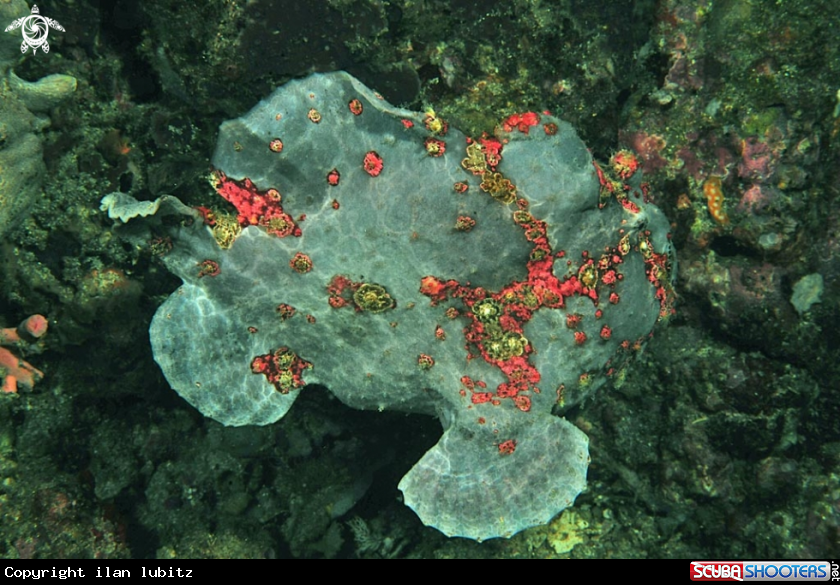 A frogfish