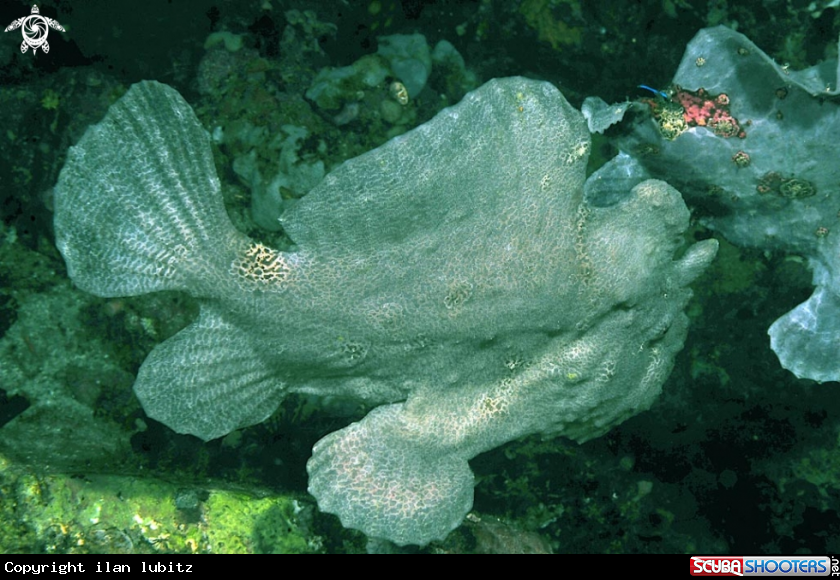 A frogfish