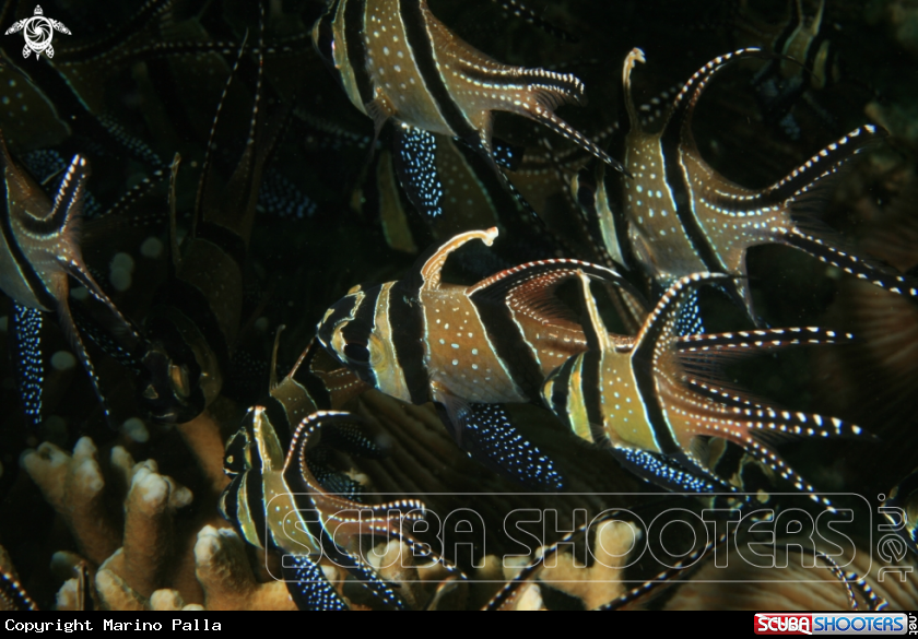 A Banggai Cardinal Fish