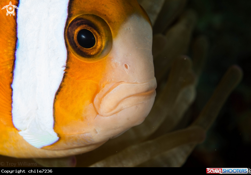 A Anemone Fish