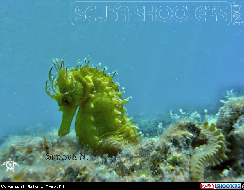 A sea horse 