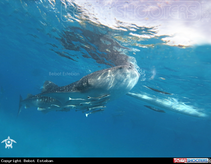 A Whaleshark