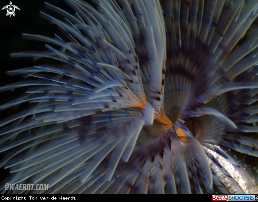 A Spiral