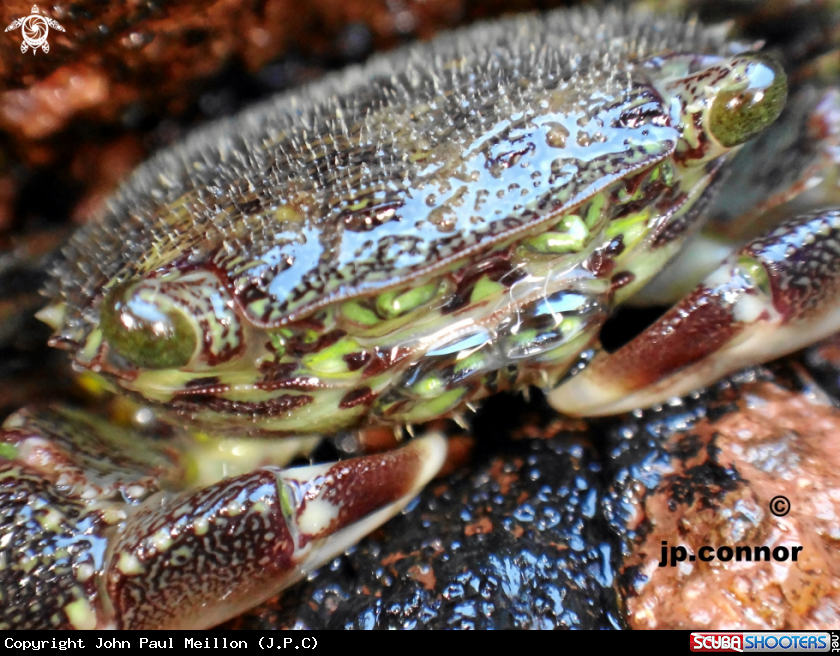 A Crabe