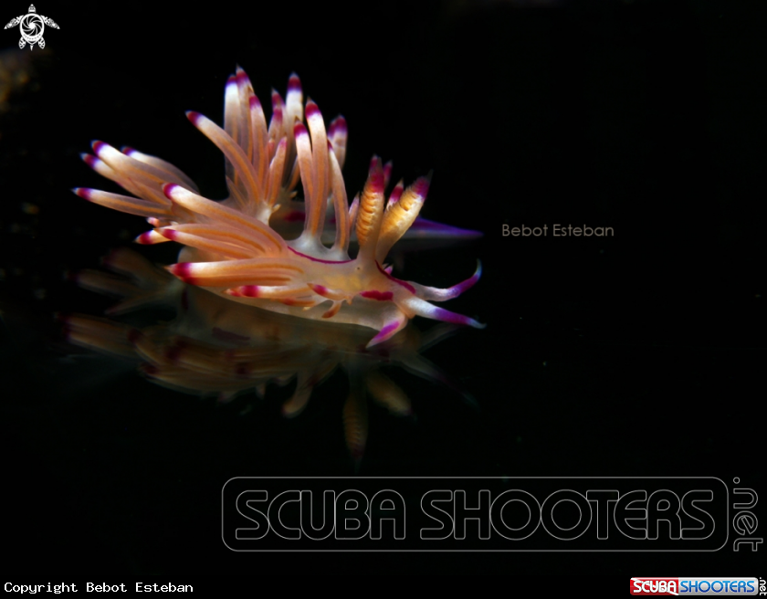 A flabellina
