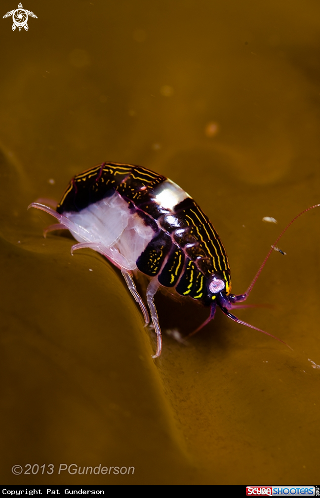 A Black and White Sea Flea