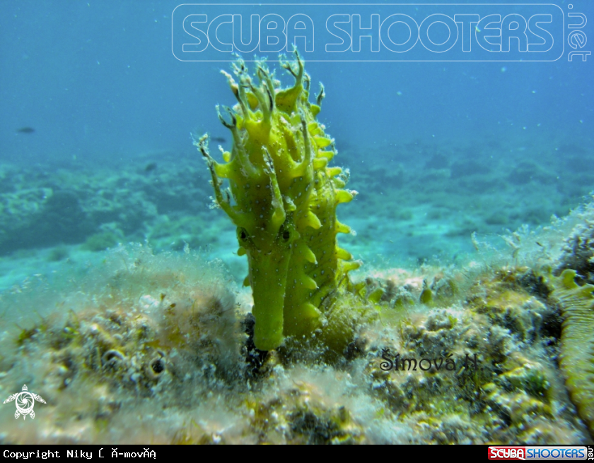 A hippocampus