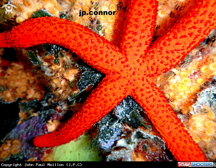 A Etoile de mer rouge
