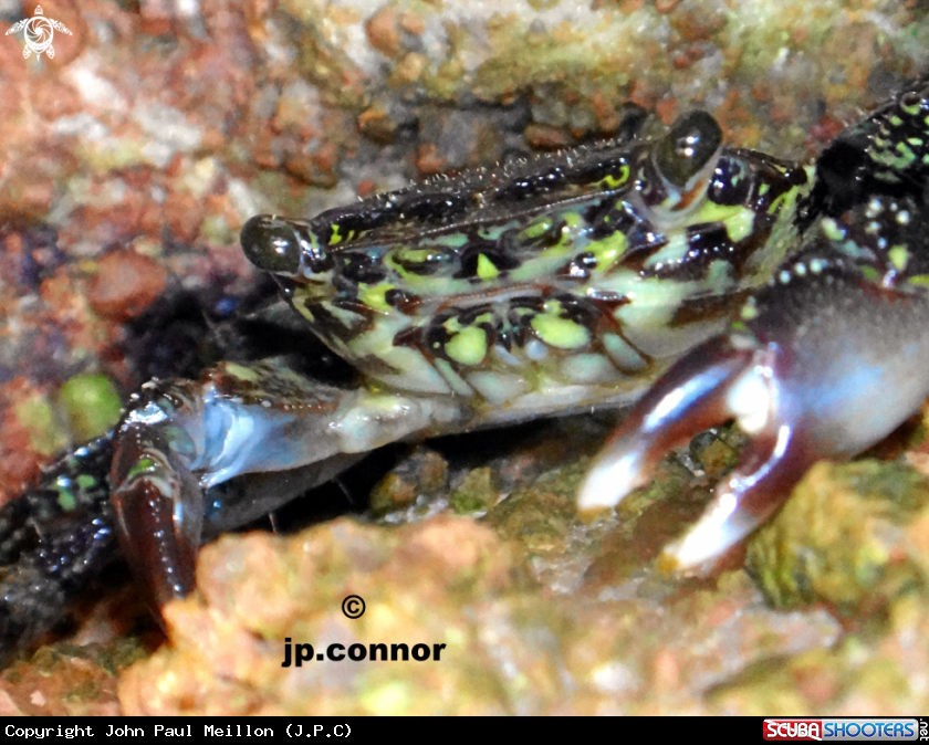 A Crabe